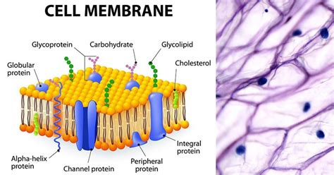 Plasma Membrane: Structure, Composition, Functions