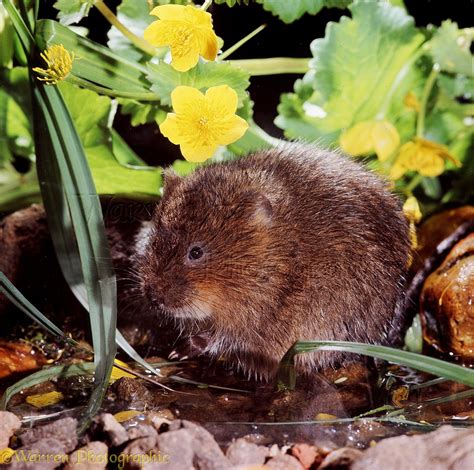 Water Vole with kingcups photo WP08320