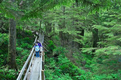 Rainforest in Pacific Rim National Park – Natural History Photography Blog