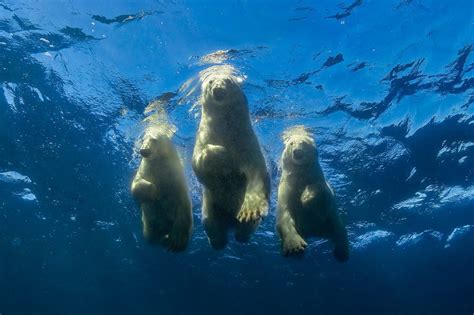 Swim with Polar Bears - Big Animals Expeditions