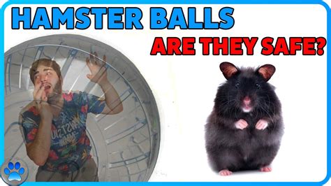 LET'S TALK ABOUT HAMSTER BALLS! | Hamster Exercise Balls Are They SAFE ...