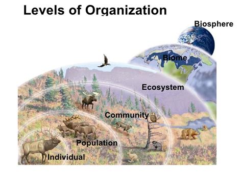 Organizational Structure of Biosphere - INSIGHTS IAS - Simplifying UPSC ...