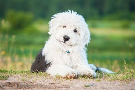 Old English Sheepdog Puppies Breed information & Puppies for Sale