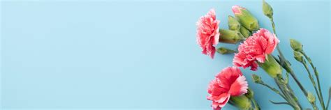 The Ultimate Flower Guide to Carnation Flowers | Interflora