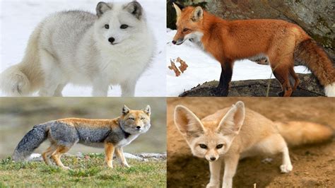 All Fox Species (Genus Vulpes) - Species List - YouTube