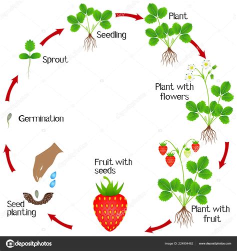 Life Cycle Strawberry Plant White ...#cycle #life #plant #strawberry # ...