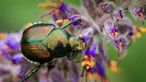 Beetle | San Diego Zoo Animals & Plants