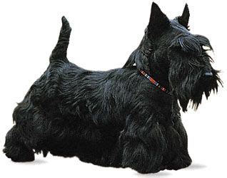 Scottish terrier | Characteristics, Size & Personality | Britannica