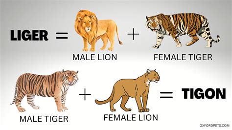 Liger Vs Tigon Comparison: 9 Key Differences - Oxford Pets