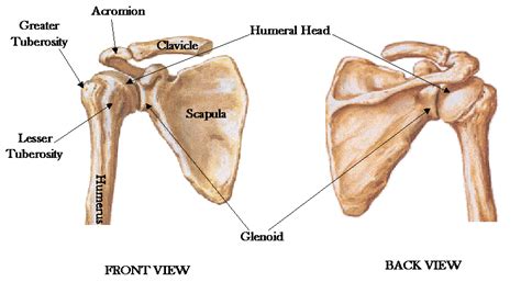 Shoulder Girdle – Anatomy Tutorial | Medical Radiology - Canada, Winnipeg