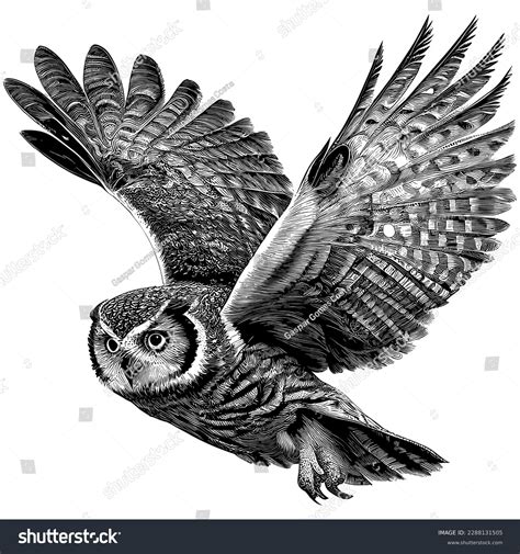 Flying Owl Tattoo Stock Photos - 5,165 Images | Shutterstock