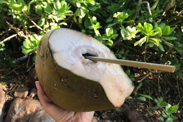 Tour a Coconut Farm in Maui, HI | Maui Coconut Tour