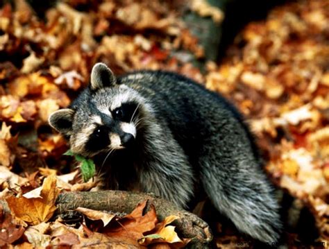 Autumn Forest Animals | Amazing Wallpapers