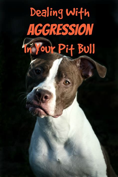 Pitbull Puppy Training Tips: Dealing With Aggression