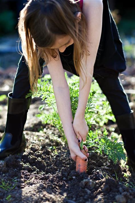 Pulling Carrots stock photo. Image of vegetable, food - 16631058