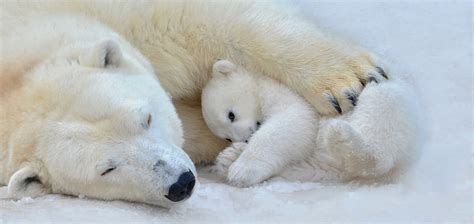 A Yr within the Lifetime of a Polar Bear - OLDERNEWS