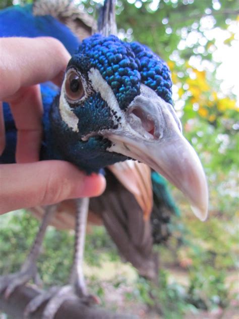 peacock as a indoor pet | BackYard Chickens