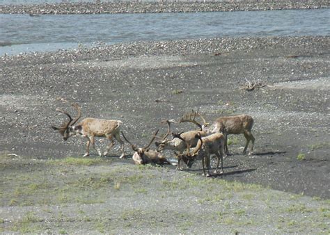 Caribou Herd, Denali National Park, Alaska | Caribou Herd, D… | Flickr