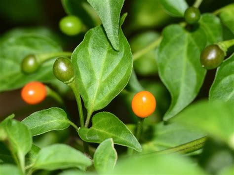 Tips & Information about Peppers - Gardening Know How