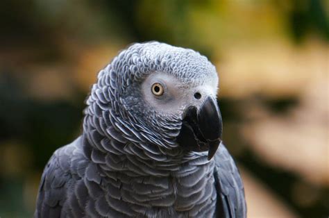 Selective focus of gray eagle : r/birds