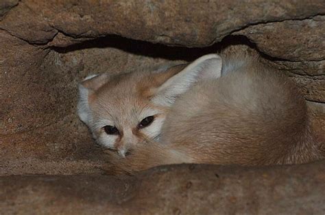 Where does the fennec fox live? (Fennec fox habitat) – Cloud ...