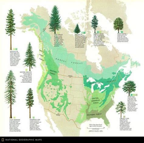 Timber: The Renewable Resource, 1974Maps six forest zones in North ...