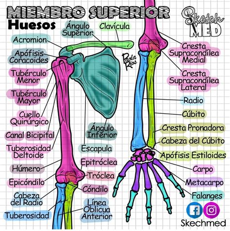 miembro superior, huesos | Sketch med, Medical anatomy, Studying medicine