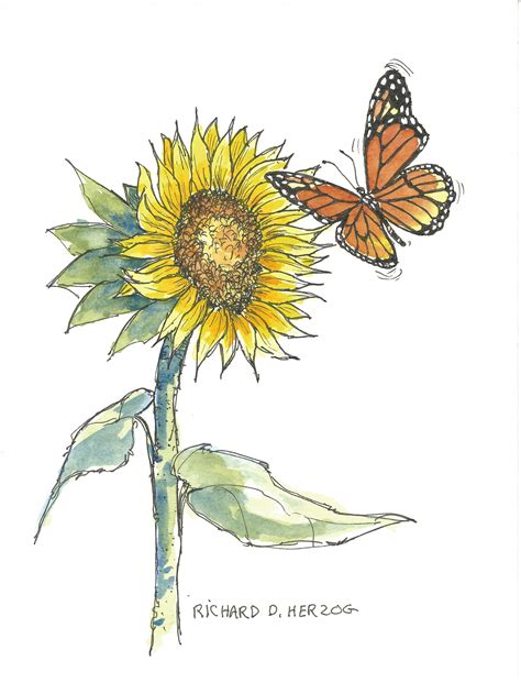 Monarch Butterfly on Sunflower 7 | Sunflower drawing, Watercolor bird ...