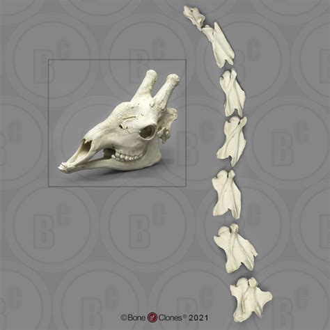 Disarticulated Giraffe Skull and Neck Vertebrae - Bone Clones, Inc ...