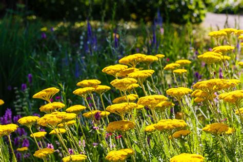 6 Beautiful and Deer Resistant Perennials | Espoma Organic