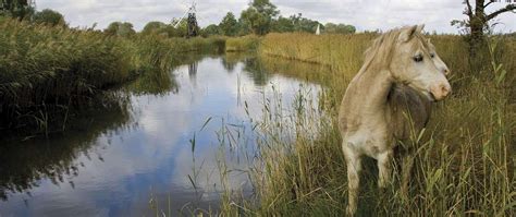 Norfolk Broads Boat Hire and Norfolk Broads Boating Holidays