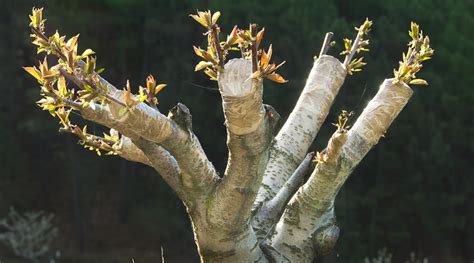 How to Plant, Grow and Care For Weeping Cherry Trees