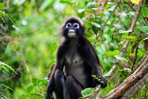 Where to find wildlife on Langkawi Island in Malaysia - Land of Size