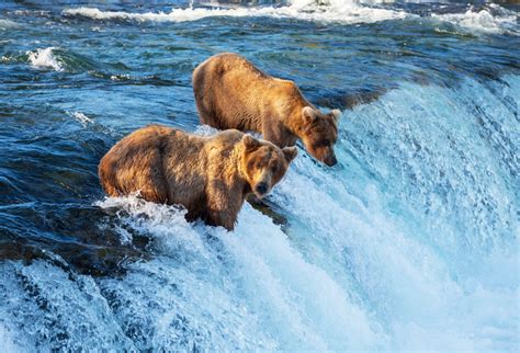 Guided Alaska Bear Viewing - Adventure Outfitters Alaska