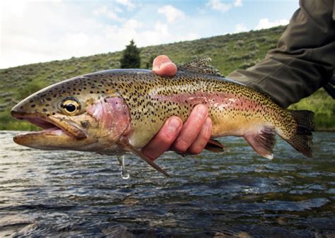 Record Fish Caught in Vermont | Stacker