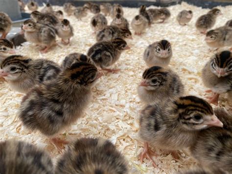 Guinea Fowl Chicks forsale – Online Bird Auctions