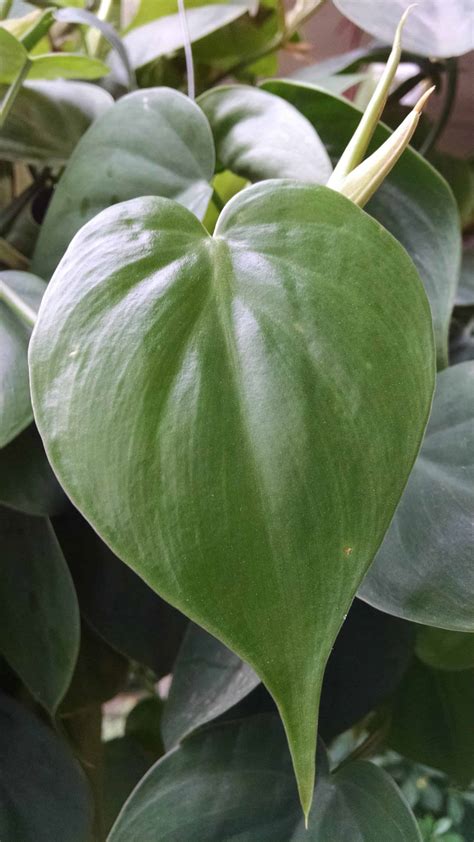 Heartleaf philodendron | Houseplants by Studley's