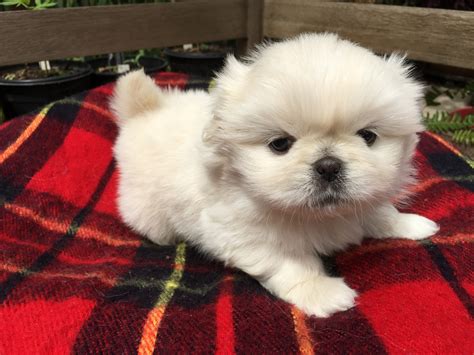 Pekingese Puppies For Sale | Dallas, TX #327190 | Petzlover