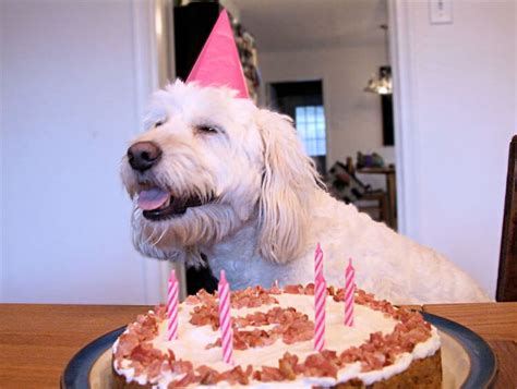 These 31 Happy Birthday Dog Images Are So Cute I'm Wagging My Imaginary ...