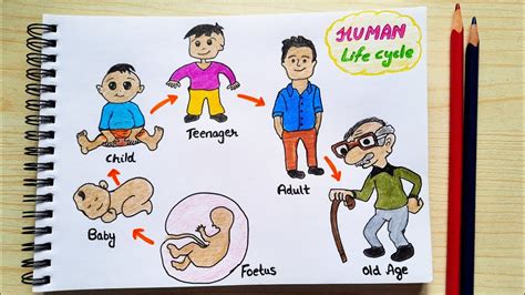 Easy Human Life Cycle Drawing Sale Online | www.katutekno.com