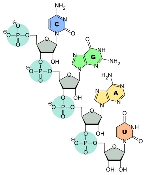 Images of 転移RNA - JapaneseClass.jp