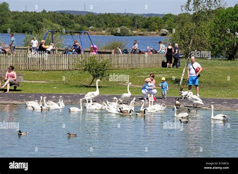 Family feeding swans in a pond, Chasewater Country Park, Staffordshire ...