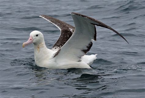 Albatross - Pictures, Diet, Breeding, Life Cycle, Facts, Habitat ...