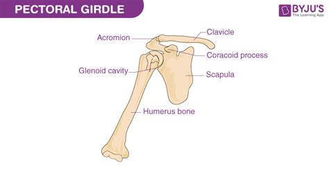 Pectoral Girdle Bones and Parts: Scapula, Clavicle, Acromion and ...