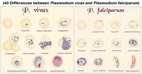 Plasmodium vivax vs Plasmodium falciparum- 40 Differences