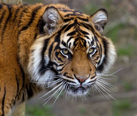 Sumatran Tiger Wallpapers Images Photos Pictures Backgrounds