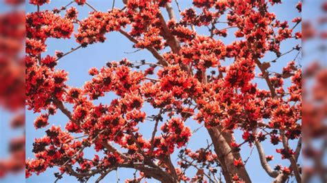 Palash Ke Phool: This flower attracts Goddess Lakshmi like a magnet ...