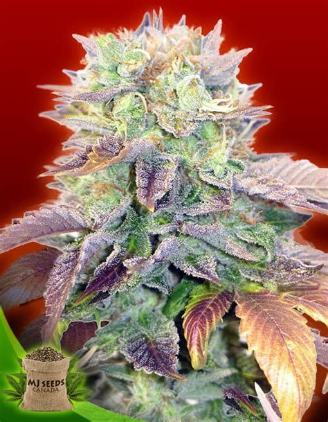 BUY Hash Plant Regular - MJ Seeds Canada