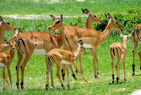 The Intrepid Tourist: ZIMBABWE, Animals of Hwange National Park, Guest ...