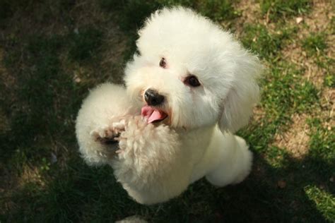 Poodle Temperament & Personality | Canna-Pet®